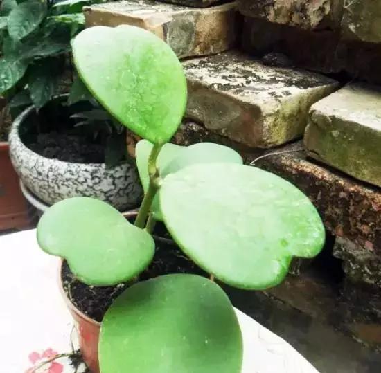 270种多肉,你见过几种?