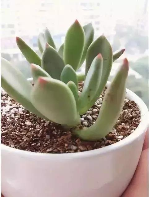 270种多肉,你见过几种?