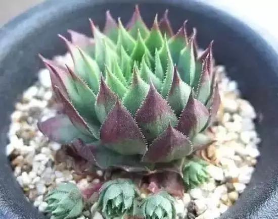 270种多肉,你见过几种?