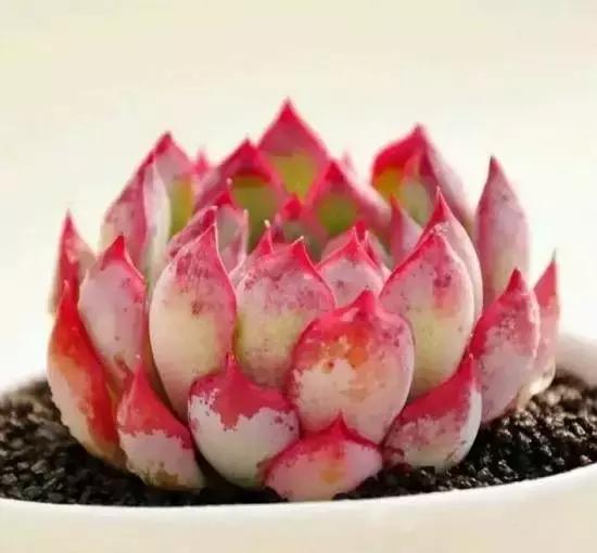 270种多肉,你见过几种?