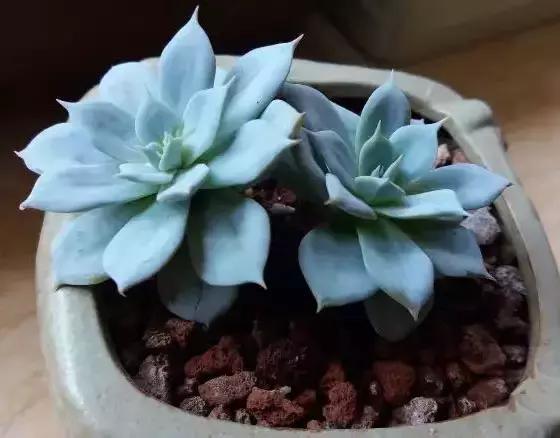 270种多肉,你见过几种?