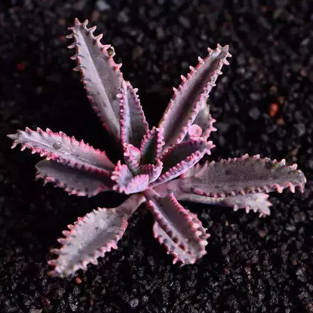 270种多肉,你见过几种?