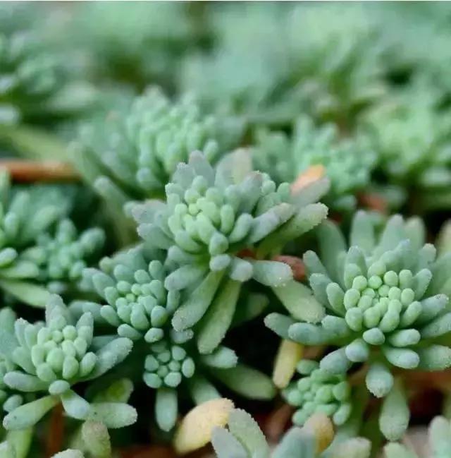 270种多肉,你见过几种?