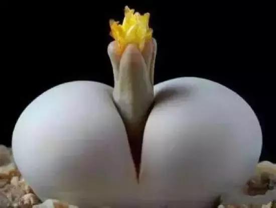 270种多肉,你见过几种?