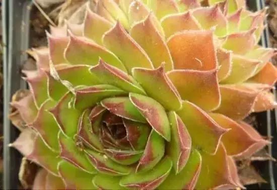 270种多肉,你见过几种?