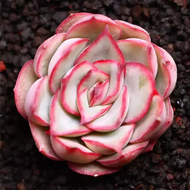 270种多肉,你见过几种?