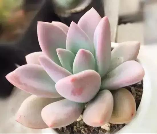 270种多肉,你见过几种?