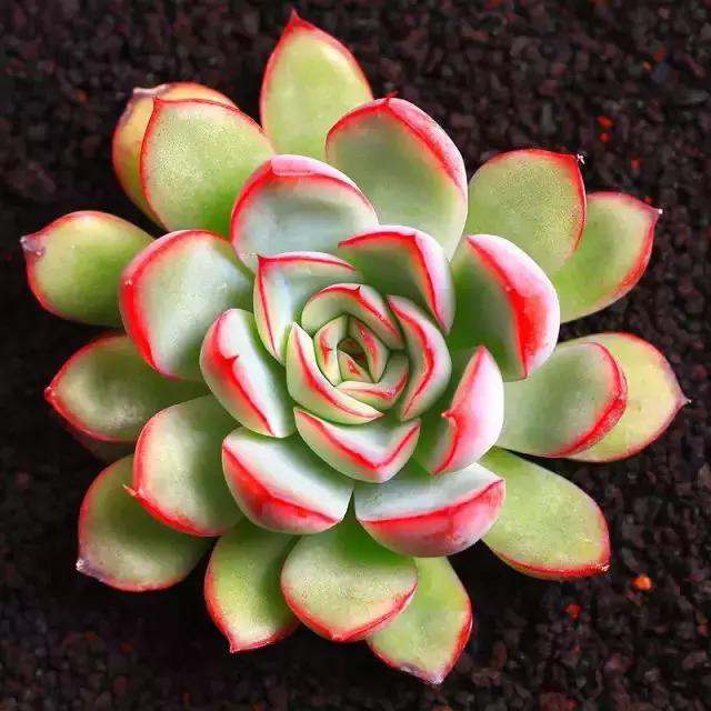 270种多肉,你见过几种?