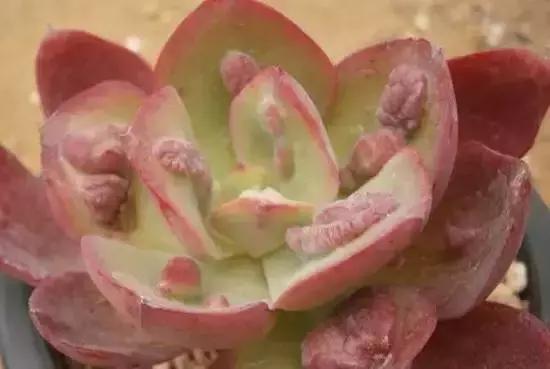 270种多肉,你见过几种?