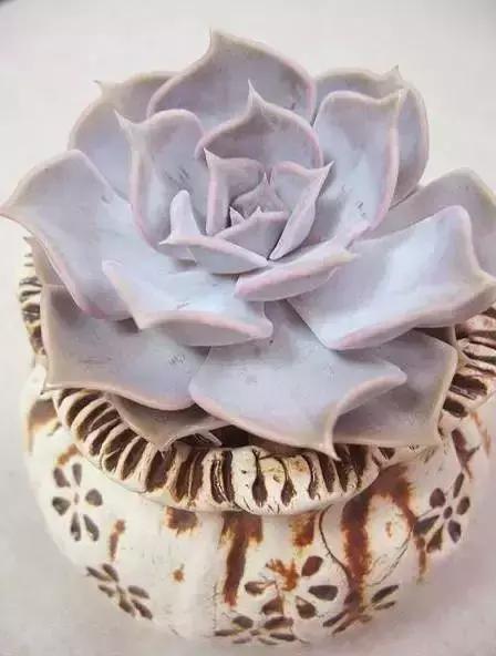 270种多肉,你见过几种?