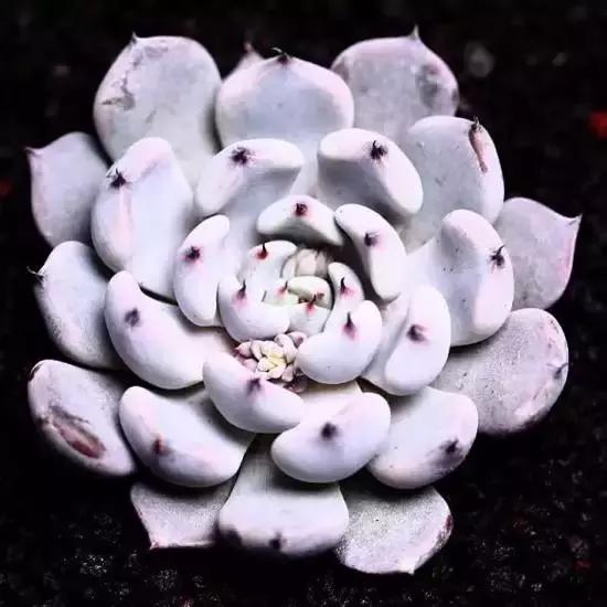 270种多肉,你见过几种?