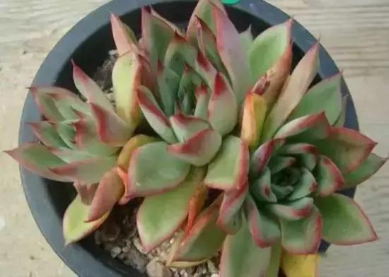 270种多肉,你见过几种?