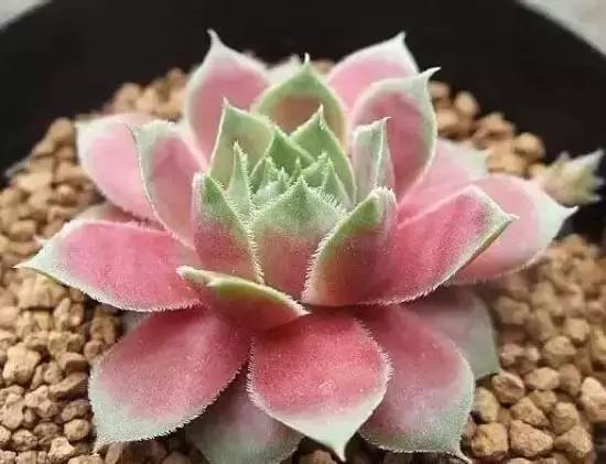 270种多肉,你见过几种?