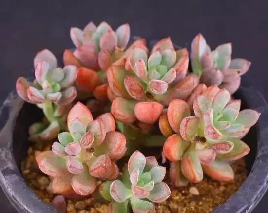 270种多肉,你见过几种?