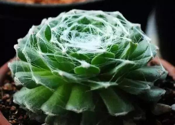 270种多肉,你见过几种?