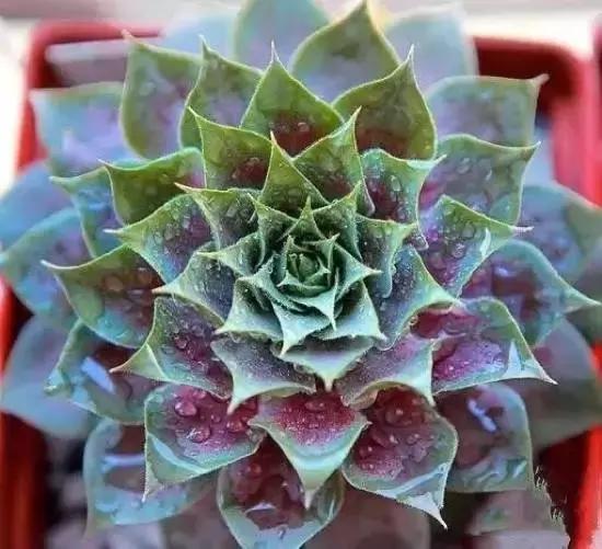 270种多肉,你见过几种?