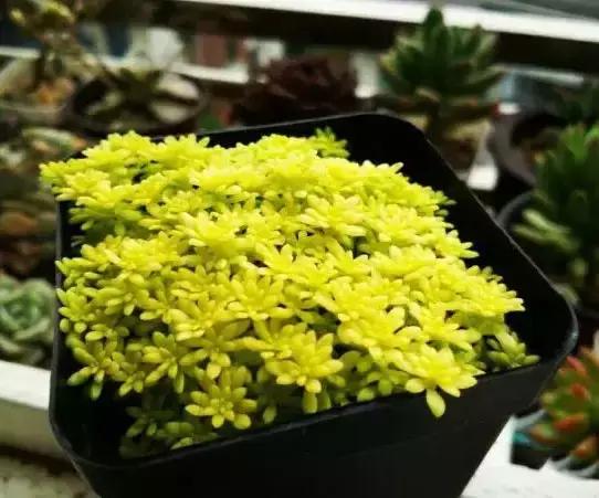 270种多肉,你见过几种?