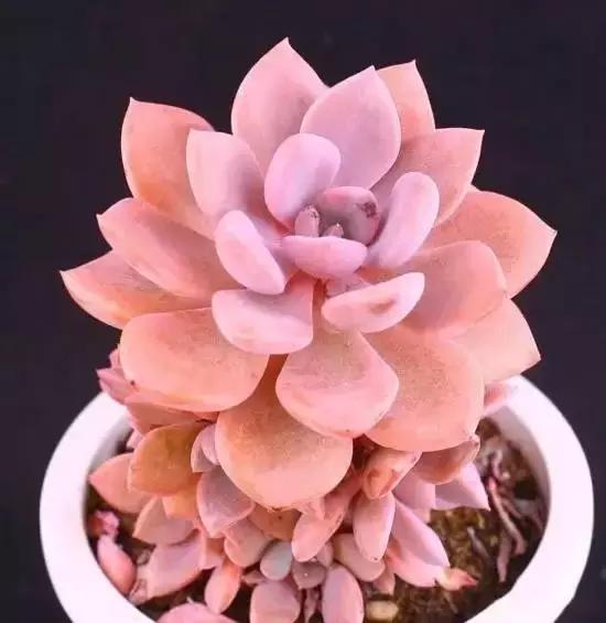 270种多肉,你见过几种?