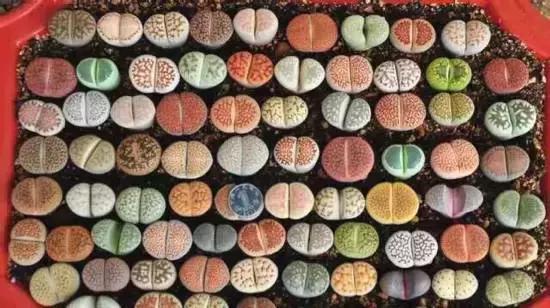 270种多肉,你见过几种?