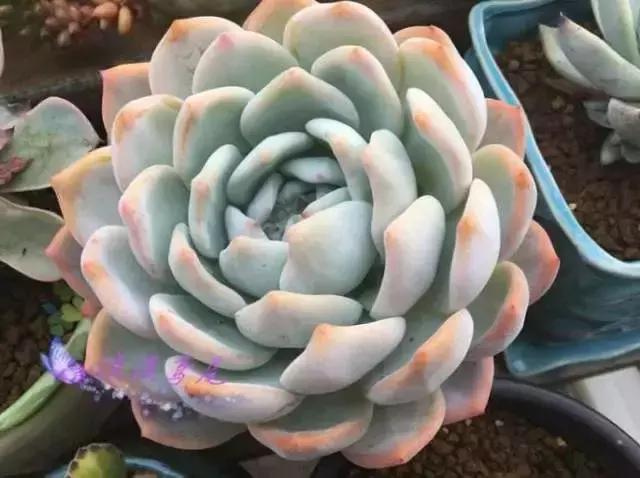 270种多肉,你见过几种?