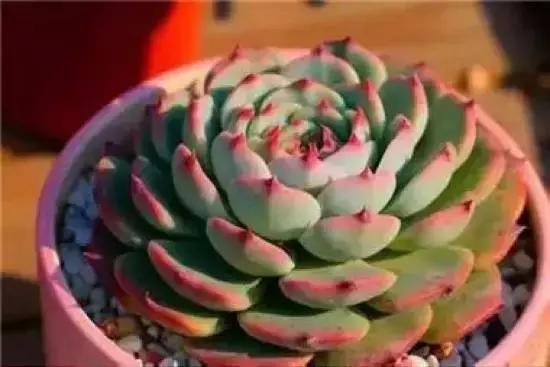 270种多肉,你见过几种?