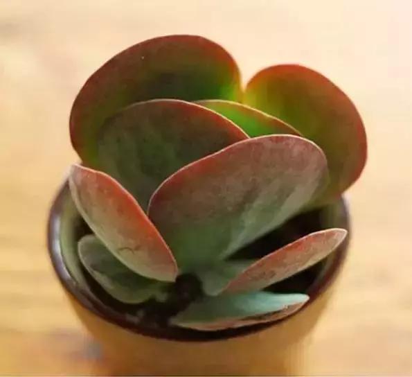 270种多肉,你见过几种?