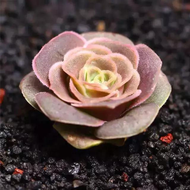 270种多肉,你见过几种?