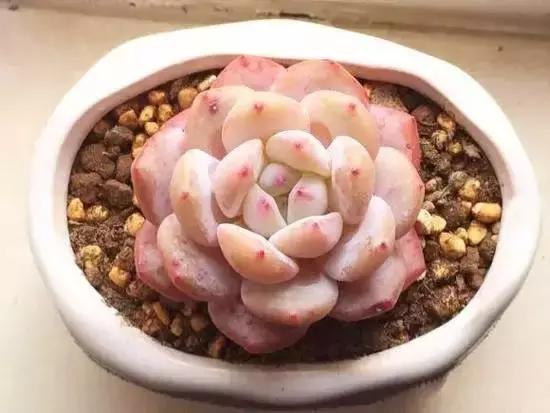 270种多肉,你见过几种?