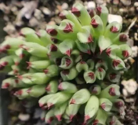 270种多肉,你见过几种?