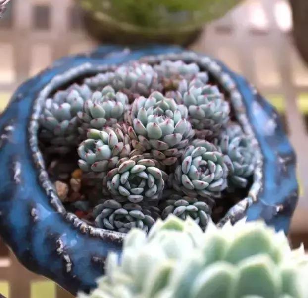 270种多肉,你见过几种?