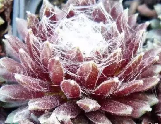 270种多肉,你见过几种?