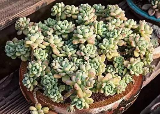 270种多肉,你见过几种?