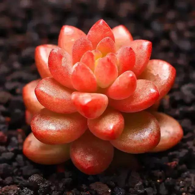 270种多肉,你见过几种?