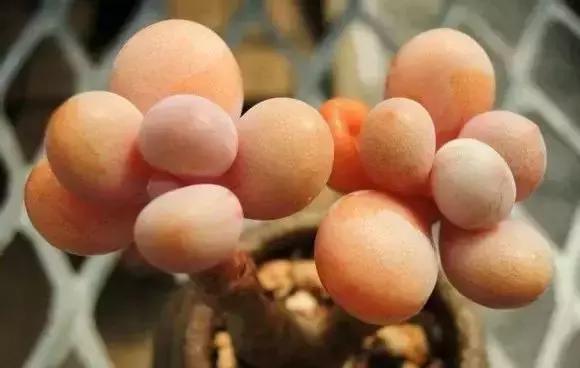 270种多肉,你见过几种?