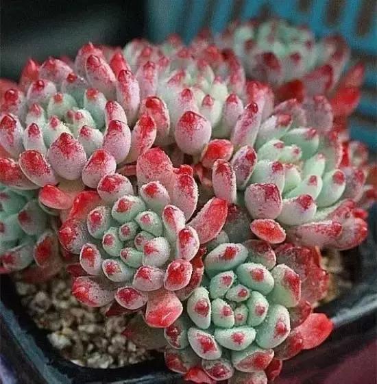 270种多肉,你见过几种?