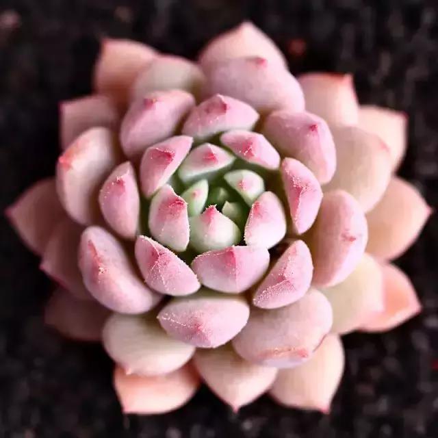 270种多肉,你见过几种?