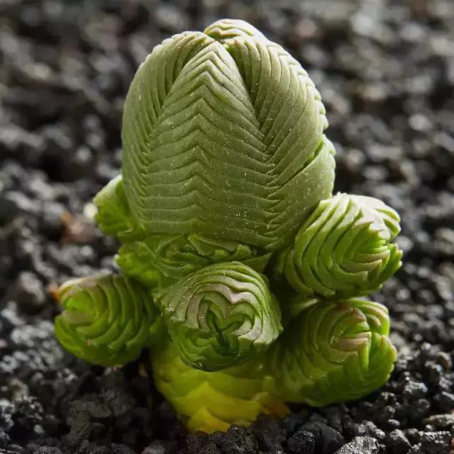 270种多肉,你见过几种?