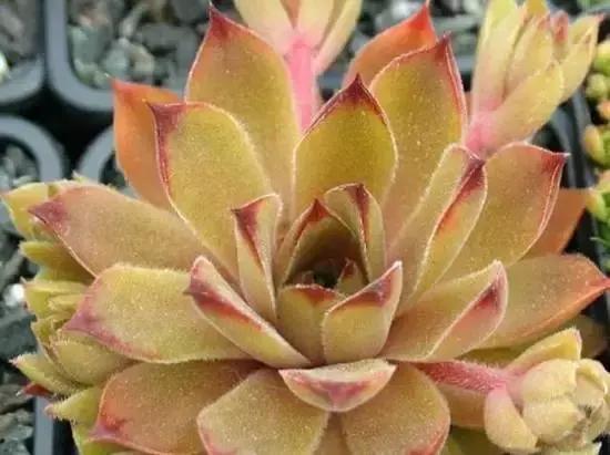 270种多肉,你见过几种?