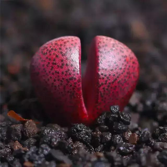 270种多肉,你见过几种?