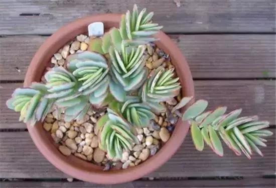 270种多肉,你见过几种?