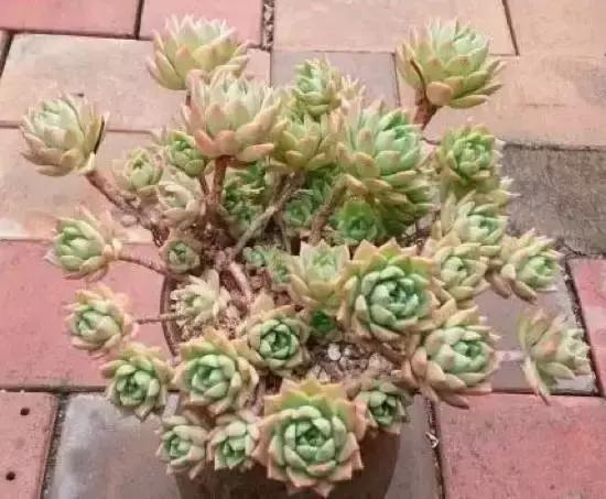 270种多肉,你见过几种?