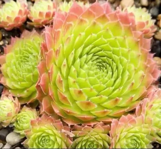 270种多肉,你见过几种?