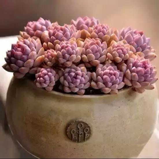 270种多肉,你见过几种?