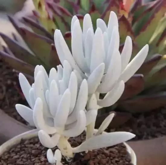 270种多肉,你见过几种?