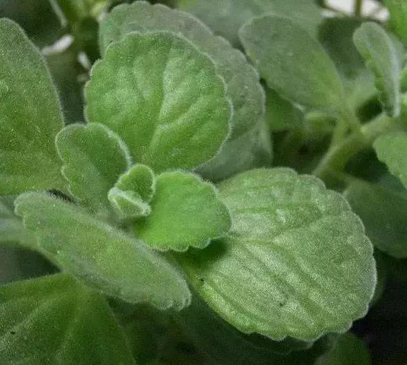 270种多肉,你见过几种?