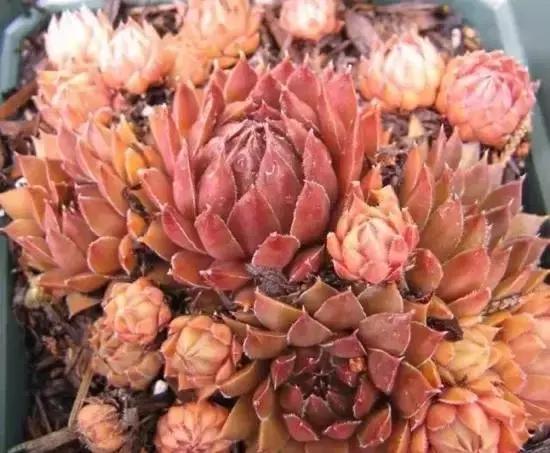 270种多肉,你见过几种?