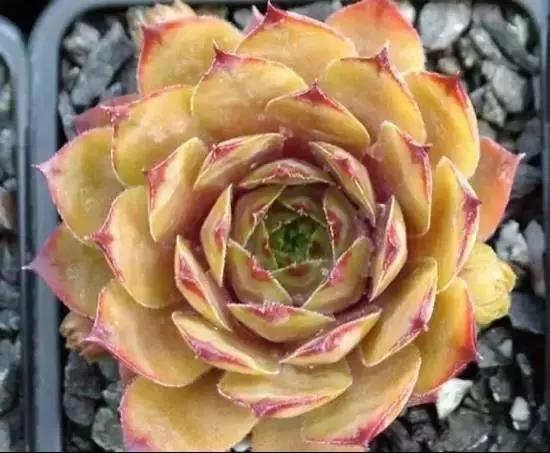 270种多肉,你见过几种?