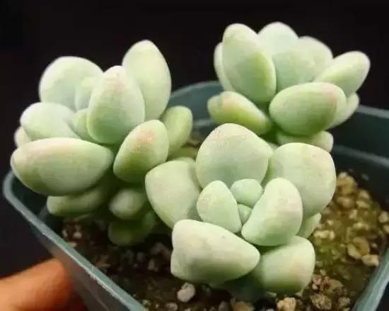 270种多肉,你见过几种?