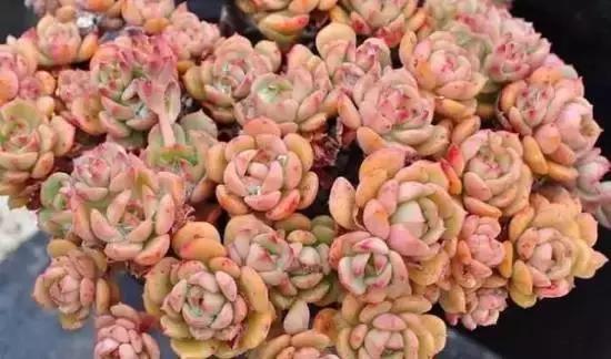 270种多肉,你见过几种?