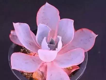 270种多肉,你见过几种?